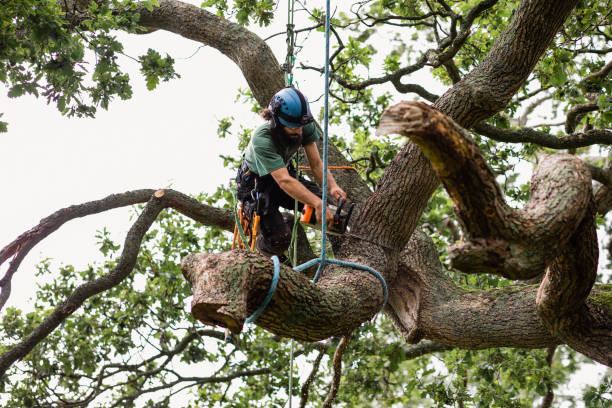 Best Fruit Tree Pruning  in Ruston, LA